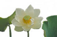 Lotus, alba