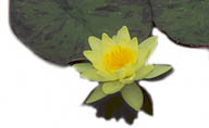 Hardy Water Lily Chromatella