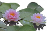 Hardy Water Lily Hollandia