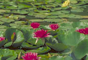 Hardy water lily production