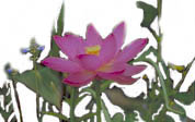 Pekinensis rubra