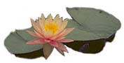 Hardy Water Lily Pink Grapefruit