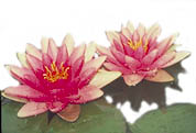Hardy Water Lily Rembrandt