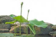Lotus side view