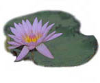 Tropical Day Blooming Water Lily
