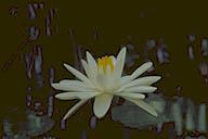 Tropical Night Blooming Water Lily