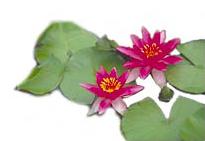 Hardy Water Lily Vesuve