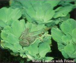 Water Lettuce