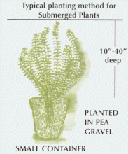 Typical planting method for Submerged Plants.