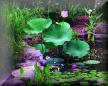 Water Lilies