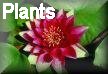 Water Gardening Plants
