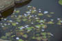 Water Snowflake
