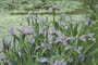 Iris, Blue Flag